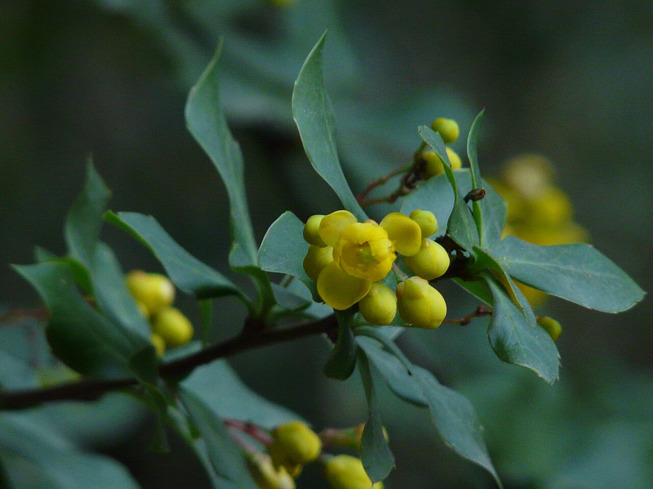 Daruharidra (Berberis aristata) in infected wounds